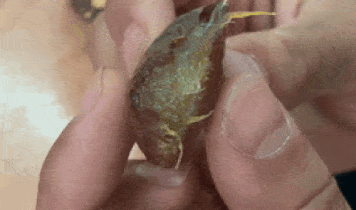 Bonbonera BonboneraGif3